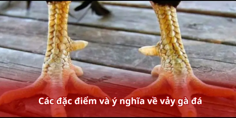 Xem Vảy Gà Đá – Bí Kíp Để Cựa Thủ Luôn Thắng Mọi Kèo Trên Sàn Đấu 2 Các đặc điểm và ý nghĩa về vảy gà đá