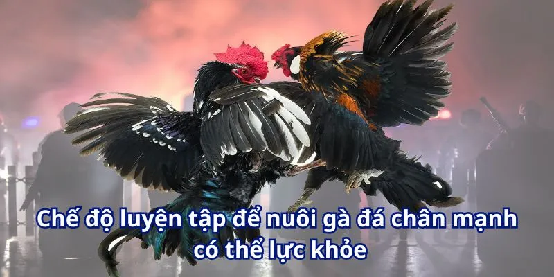 Chế độ luyện tập để nuôi gà đá chân mạnh có thể lực khỏe