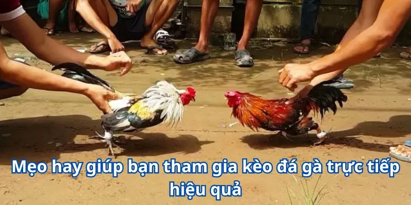 Trải Nghiệm Kèo Đá Gà Trực Tiếp Siêu Chất Chỉ Có Tại W365 4 Mẹo hay giúp bạn tham gia kèo đá gà trực tiếp hiệu quả