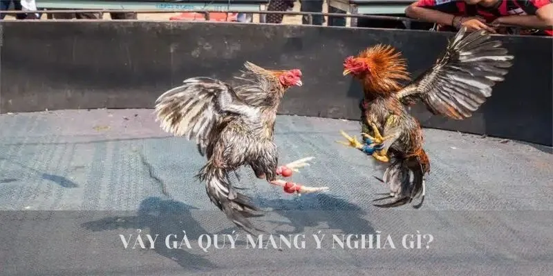 Tổng Hợp 3+ Loại Vảy Gà Quý Được Sư Kê Săn Đón Nhất Hiện Nay 2 Vảy gà quý mang ý nghĩa gì?